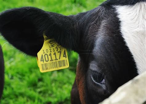 Livestock Tracking with RFID Ear Tags 